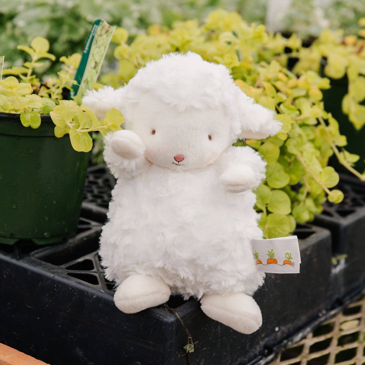 Wee Kiddo Lamb